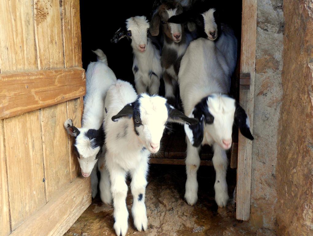 Nurazzolas Villaputzu